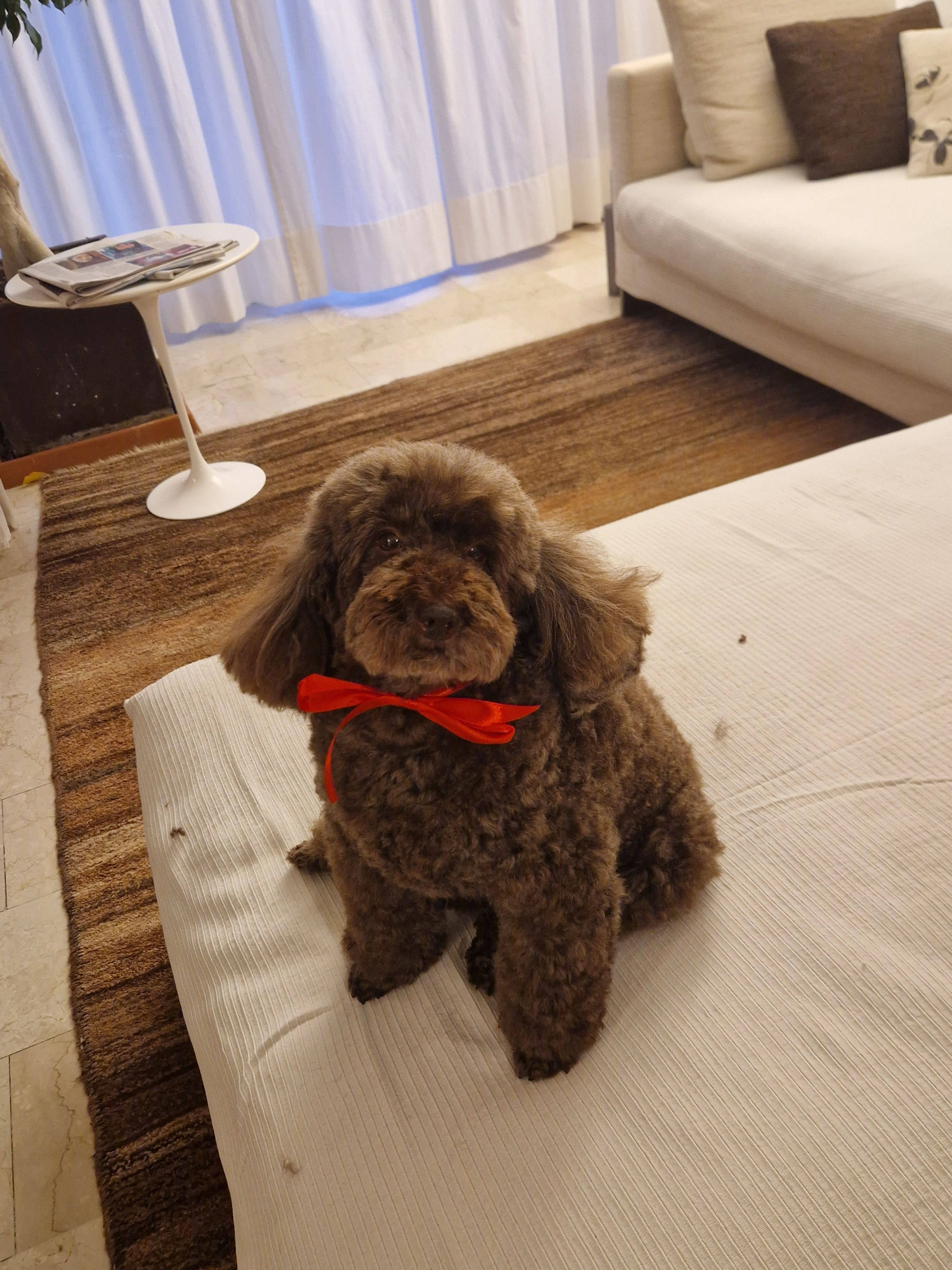 Cane toelettato a casa